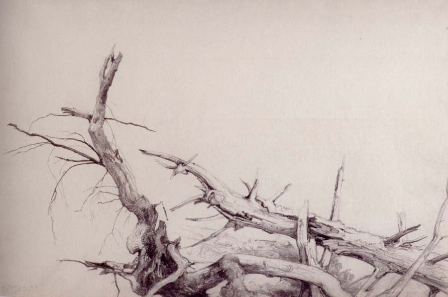 Study of fallen tree trunks,Bolton,Lake George